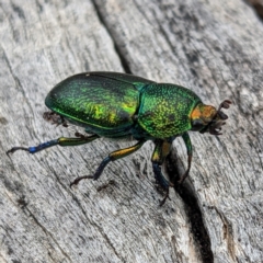 Lamprima aurata at Pialligo, ACT - 22 Jan 2023