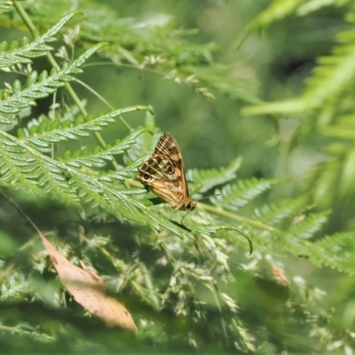 Oreixenica kershawi (Striped Xenica) at Namadgi National Park - 21 Jan 2023 by RAllen