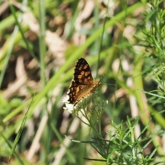 Oreixenica kershawi at Cotter River, ACT - 21 Jan 2023