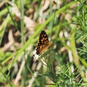 Oreixenica kershawi at Cotter River, ACT - 21 Jan 2023