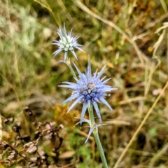 Eryngium ovinum (Blue Devil) at Mount Ainslie - 21 Jan 2023 by HelenCross