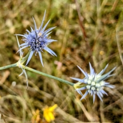 Eryngium ovinum at Pialligo, ACT - 22 Jan 2023