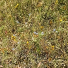 Eryngium ovinum at Pialligo, ACT - 22 Jan 2023 10:11 AM