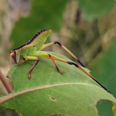 Torbia viridissima (Gum Leaf Katydid) at Pialligo, ACT - 22 Jan 2023 by HelenCross