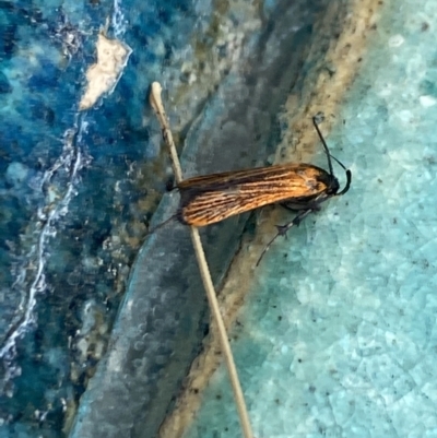 Snellenia lineata (Lycid-mimicking Moth) at Aranda, ACT - 21 Jan 2023 by Jubeyjubes