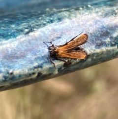 Snellenia lineata at Aranda, ACT - 21 Jan 2023 04:48 PM