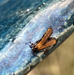 Snellenia lineata at Aranda, ACT - 21 Jan 2023 04:48 PM