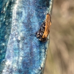 Snellenia lineata at Aranda, ACT - 21 Jan 2023 04:48 PM