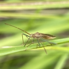 Mutusca brevicornis at Aranda, ACT - 21 Jan 2023