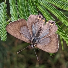 Jalmenus ictinus (Stencilled Hairstreak) at Mount Ainslie - 21 Jan 2023 by HelenCross