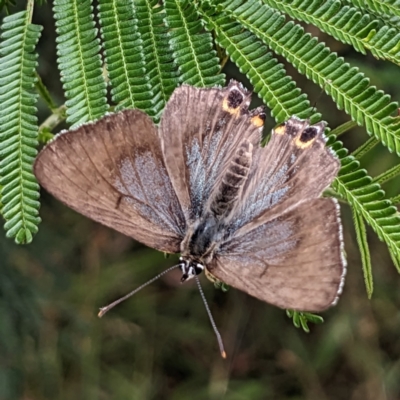 Jalmenus ictinus (Stencilled Hairstreak) at Pialligo, ACT - 22 Jan 2023 by HelenCross