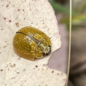 Paropsisterna cloelia at Aranda, ACT - 21 Jan 2023 04:57 PM