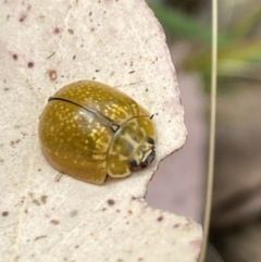 Paropsisterna cloelia (Eucalyptus variegated beetle) at Aranda, ACT - 21 Jan 2023 by Jubeyjubes