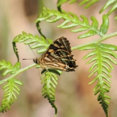 Oreixenica kershawi (Striped Xenica) at Cotter River, ACT - 21 Jan 2023 by RAllen