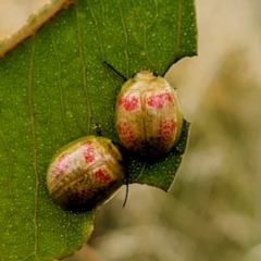 Paropsisterna fastidiosa (Eucalyptus leaf beetle) at Pialligo, ACT - 22 Jan 2023 by HelenCross