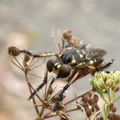 Thereutria amaraca (Spine-legged Robber Fly) at Aranda, ACT - 22 Jan 2023 by Jubeyjubes