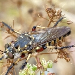 Thereutria amaraca at Aranda, ACT - 22 Jan 2023 12:11 PM