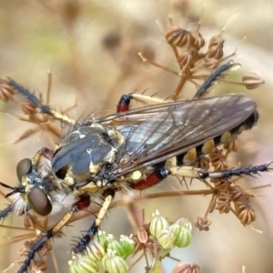 Thereutria amaraca at Aranda, ACT - 22 Jan 2023