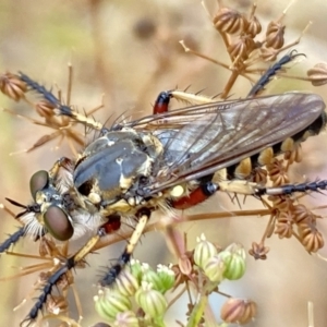 Thereutria amaraca at Aranda, ACT - 22 Jan 2023