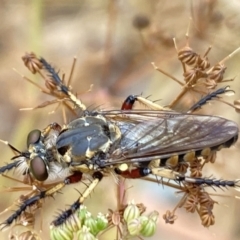 Thereutria amaraca at Aranda, ACT - 22 Jan 2023