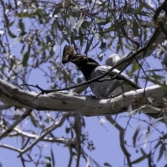 Coracina novaehollandiae (Black-faced Cuckooshrike) at Murrumbateman, NSW - 21 Jan 2023 by Untidy