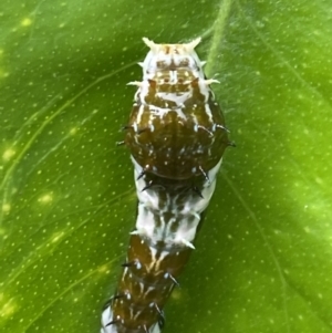 Papilio aegeus at Aranda, ACT - 21 Jan 2023