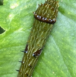 Papilio aegeus at Aranda, ACT - 21 Jan 2023