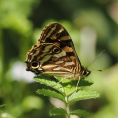 Oreixenica kershawi (Striped Xenica) at Cotter River, ACT - 21 Jan 2023 by RAllen