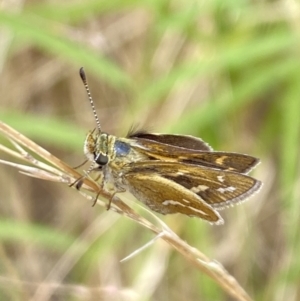 Taractrocera papyria at Aranda, ACT - 22 Jan 2023 10:06 AM