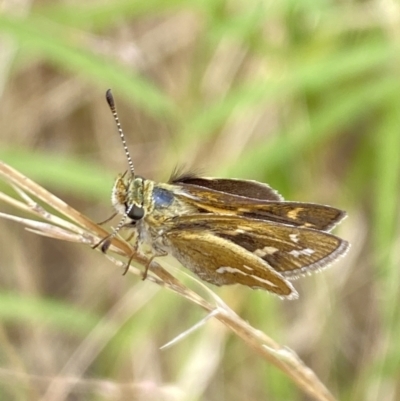 Taractrocera papyria (White-banded Grass-dart) at Aranda, ACT - 22 Jan 2023 by Jubeyjubes