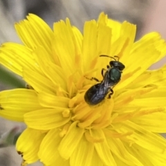 Lasioglossum (Homalictus) sphecodoides (sweat bee) at Aranda, ACT - 21 Jan 2023 by Jubeyjubes