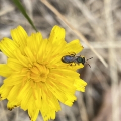 Lasioglossum (Homalictus) sphecodoides at Aranda, ACT - 22 Jan 2023 09:58 AM