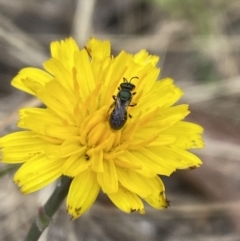 Lasioglossum (Homalictus) sphecodoides at Aranda, ACT - 22 Jan 2023 09:58 AM