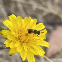 Lasioglossum (Homalictus) sphecodoides at Aranda, ACT - 22 Jan 2023