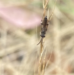 Tiphiidae (family) (Unidentified Smooth flower wasp) at Aranda, ACT - 21 Jan 2023 by Jubeyjubes