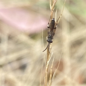 Tiphiidae (family) at Aranda, ACT - 21 Jan 2023 05:10 PM