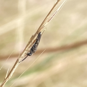 Tiphiidae (family) at Aranda, ACT - 21 Jan 2023 05:10 PM