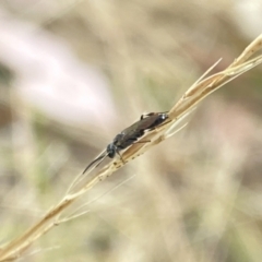 Tiphiidae (family) at Aranda, ACT - 21 Jan 2023 05:10 PM