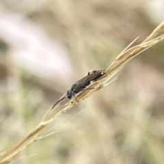 Tiphiidae sp. (family) at Aranda, ACT - 21 Jan 2023