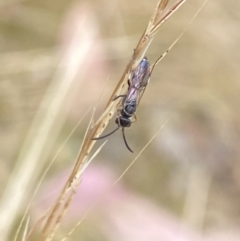 Tiphiidae sp. (family) at Aranda, ACT - 21 Jan 2023