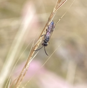 Tiphiidae (family) at Aranda, ACT - 21 Jan 2023 05:10 PM