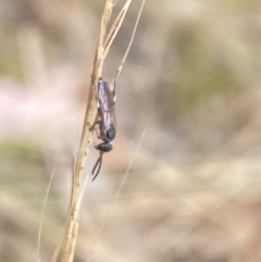 Tiphiidae (family) at Aranda, ACT - 21 Jan 2023 05:10 PM