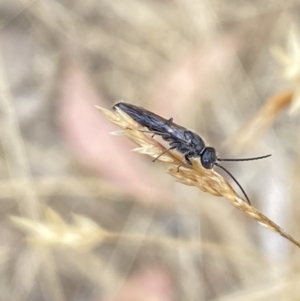 Tiphiidae (family) at Aranda, ACT - 22 Jan 2023 10:00 AM