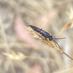 Tiphiidae sp. (family) (Unidentified Smooth flower wasp) at Aranda, ACT - 21 Jan 2023 by Jubeyjubes