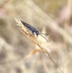 Tiphiidae (family) at Aranda, ACT - 22 Jan 2023 10:00 AM