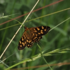 Oreixenica kershawi (Striped Xenica) at Namadgi National Park - 21 Jan 2023 by RAllen