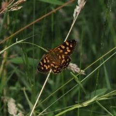 Oreixenica kershawi at Cotter River, ACT - 21 Jan 2023