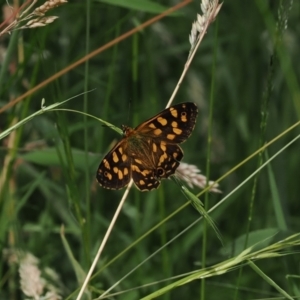 Oreixenica kershawi at Cotter River, ACT - 21 Jan 2023