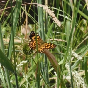 Oreixenica kershawi at Cotter River, ACT - 21 Jan 2023