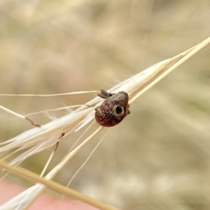 Haplonyx sp. (genus) at Aranda, ACT - 22 Jan 2023